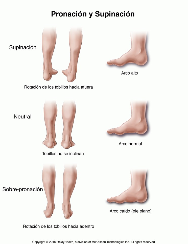 Pronation and Supination: Illustration