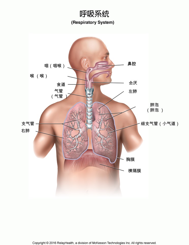 Respiratory System: Illustration