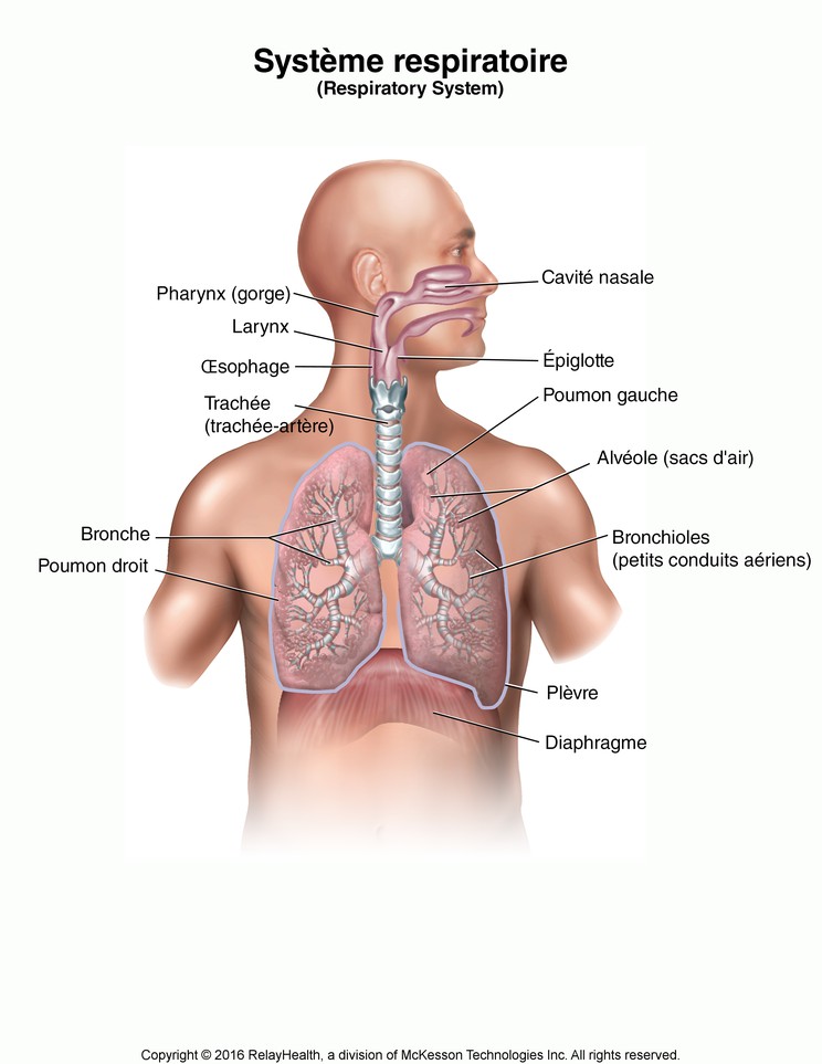 Respiratory System: Illustration