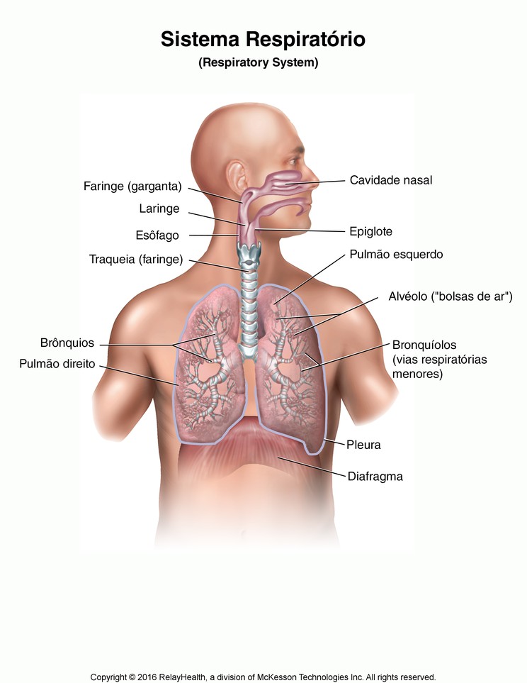 Respiratory System: Illustration