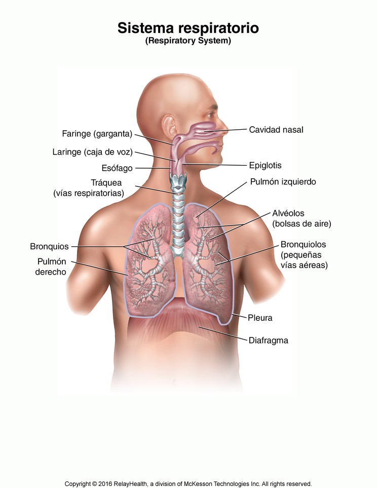 Respiratory System: Illustration
