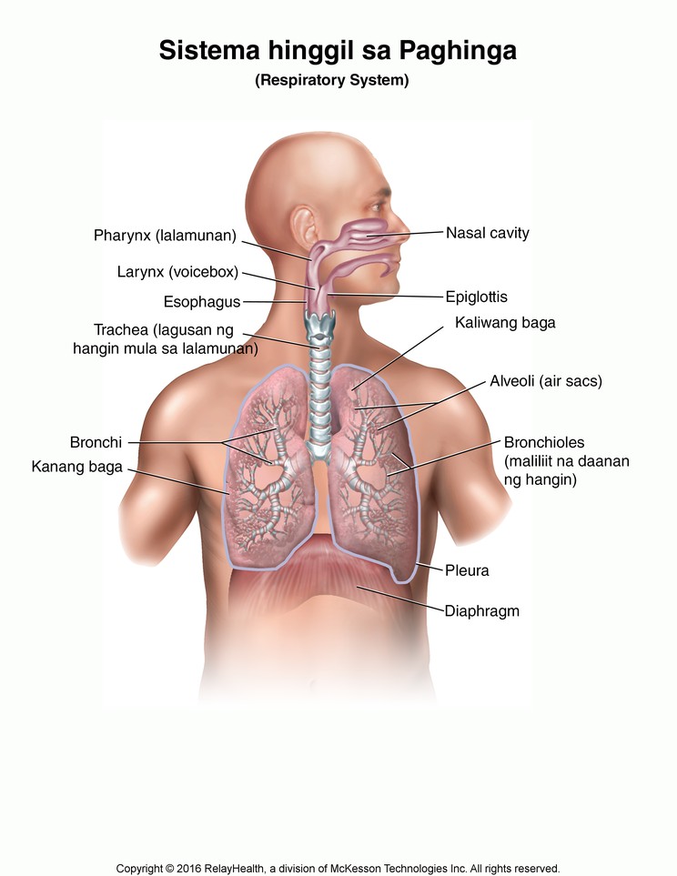 Respiratory System: Illustration