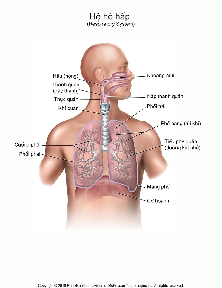 Respiratory System: Illustration