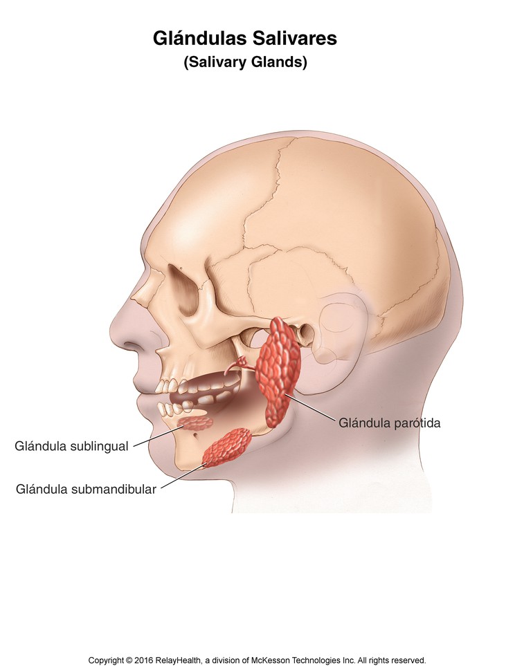 Salivary Glands: Illustration