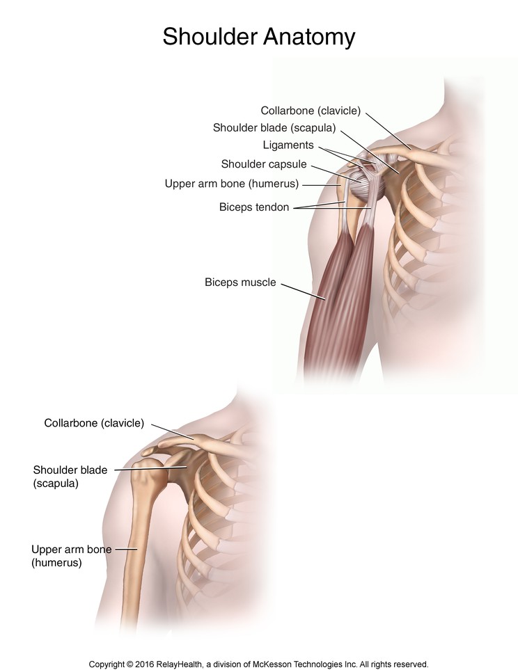 Shoulder Anatomy: Illustration