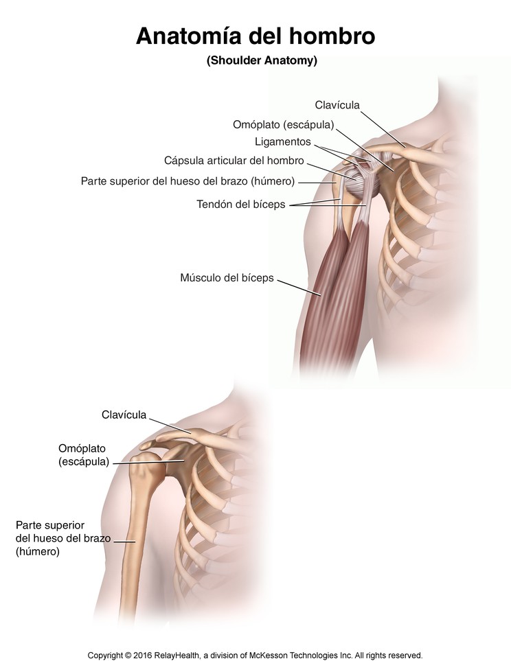 Shoulder Anatomy: Illustration