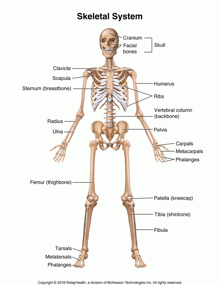 Skeletal System: Illustration