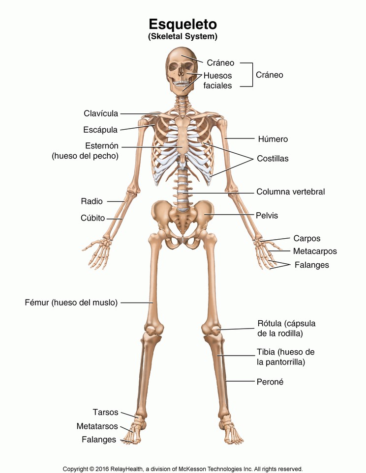Skeletal System: Illustration