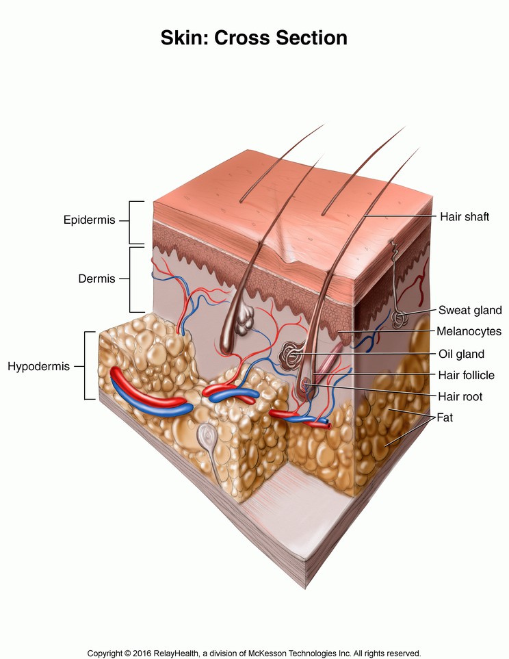 Skin, Cross Section: Illustration