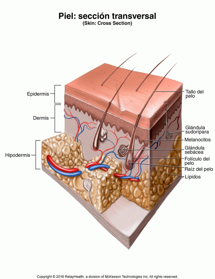 Skin, Cross Section: Illustration