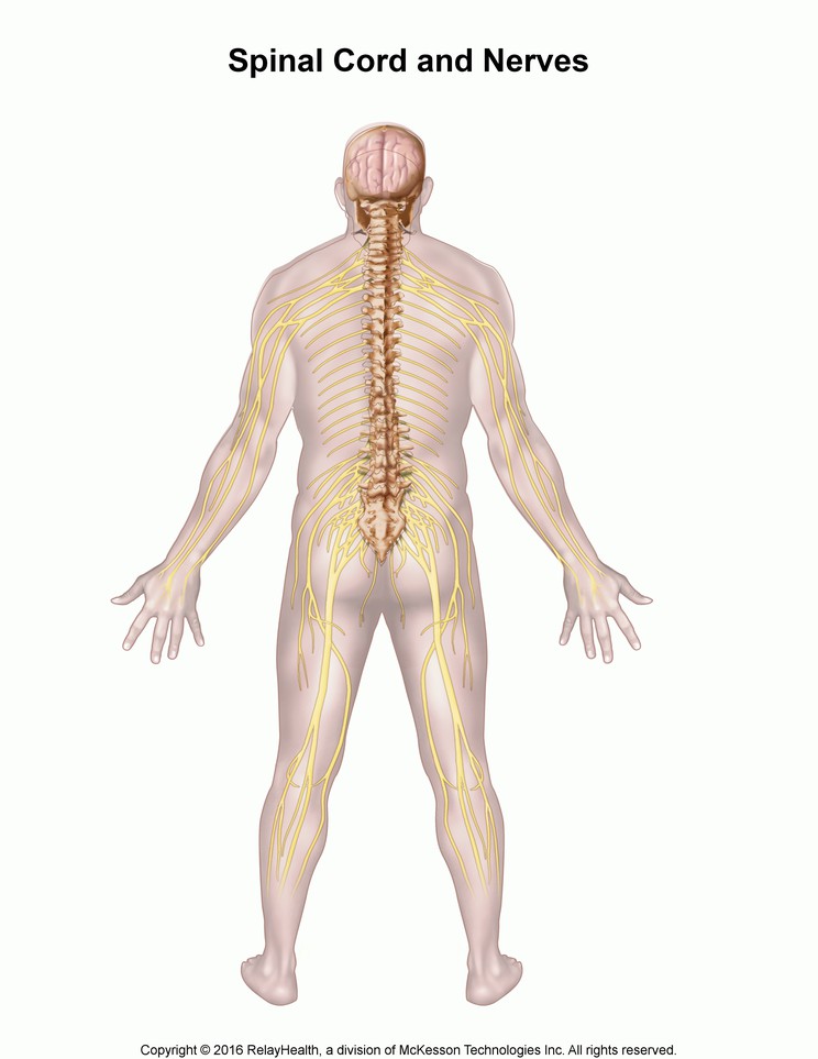 Spinal Cord and Nerves: Illustration