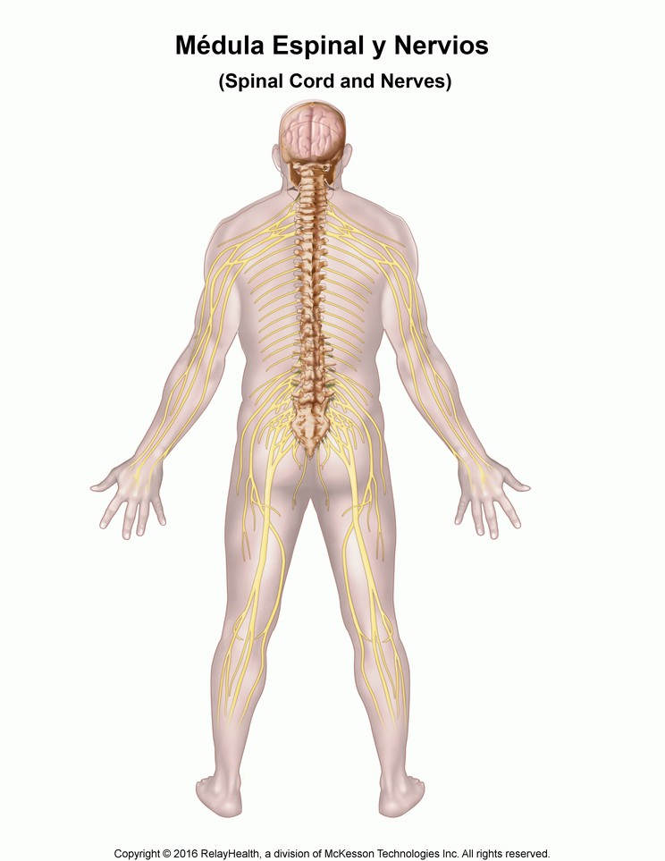 Spinal Cord and Nerves: Illustration