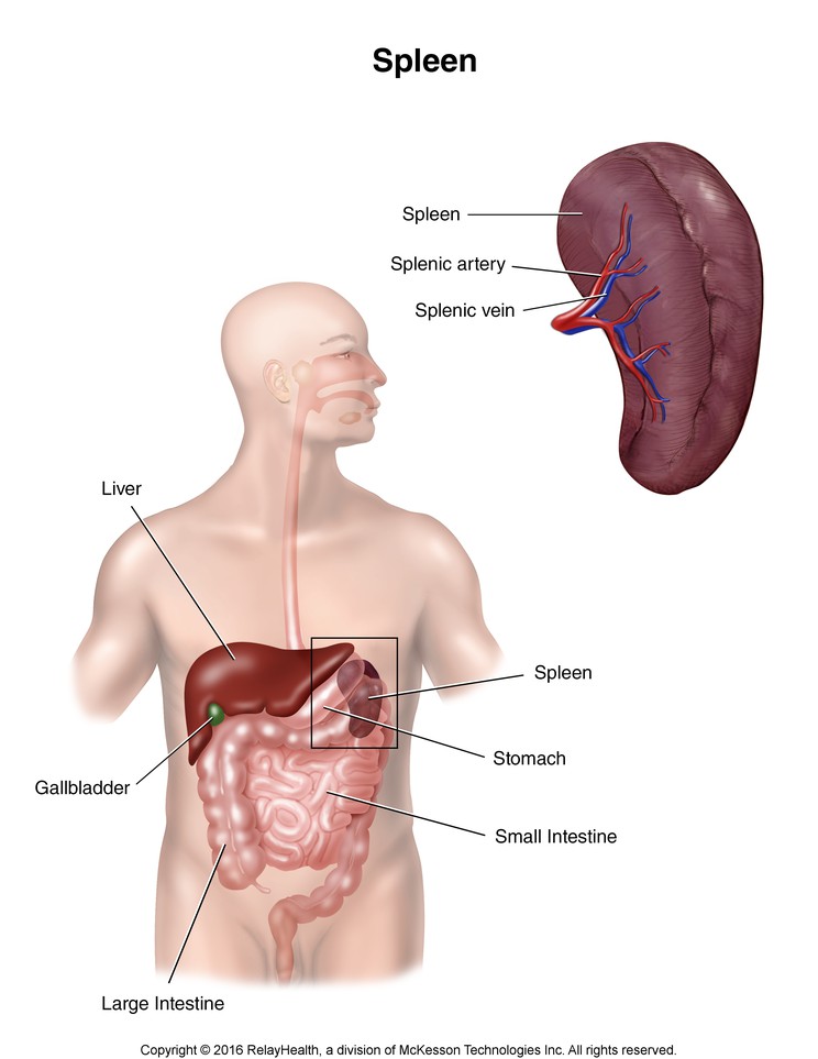 Spleen: Illustration