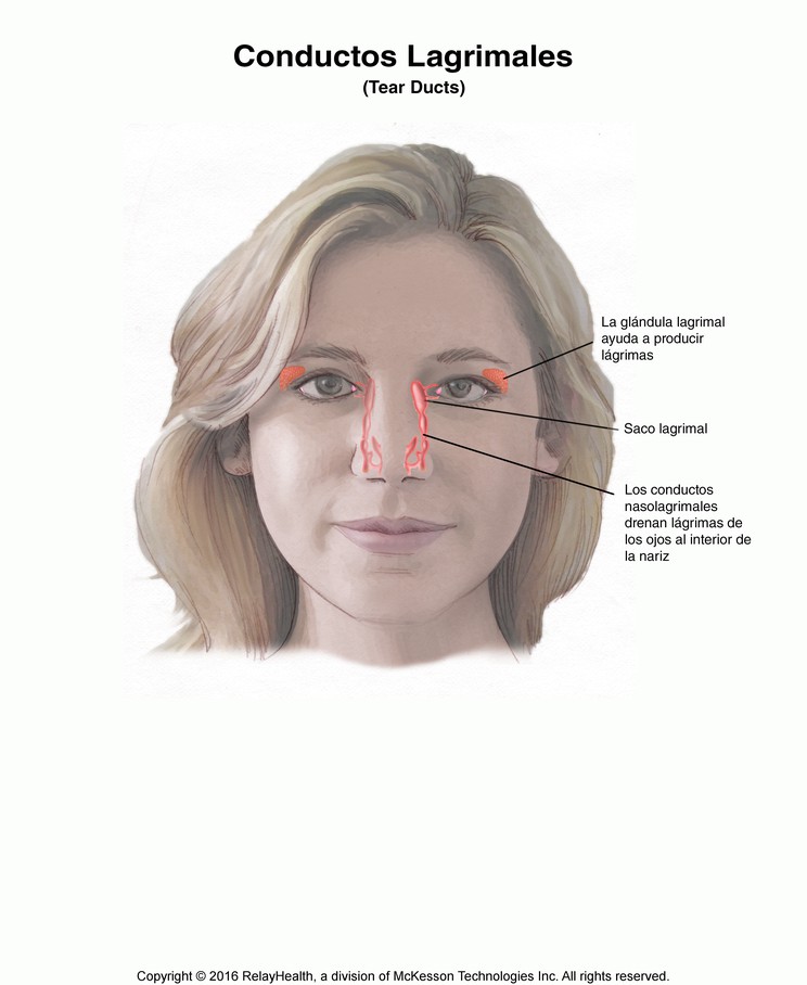 Tear Ducts: Illustration