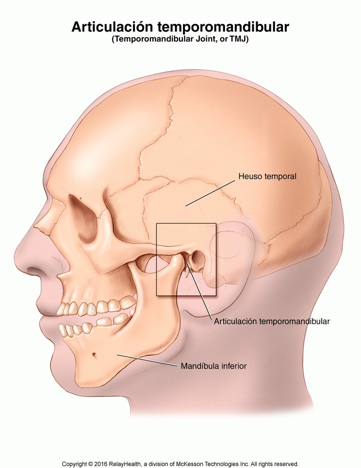 Temporomandibular Joint (TMJ): Illustration