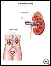 Thumbnail image of: Adrenal Glands: Illustration