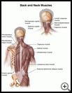 Thumbnail image of: Back and Neck Muscles: Illustration