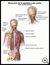 Thumbnail image of: Back and Neck Muscles: Illustration