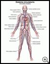 Thumbnail image of: Circulatory System: Illustration