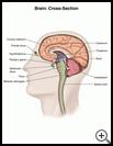 Thumbnail image of: Brain, Cross Section: Illustration