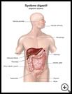 Thumbnail image of: Digestive System: Illustration