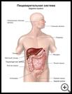 Thumbnail image of: Digestive System: Illustration