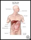 Thumbnail image of: Digestive System: Illustration