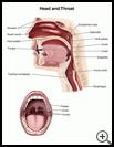 Thumbnail image of: Head and Throat: Illustration