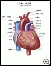 Thumbnail image of: Heart, External View: Illustration