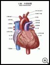 Thumbnail image of: Heart, External View: Illustration