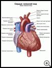 Thumbnail image of: Heart, External View: Illustration