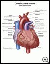 Thumbnail image of: Heart, External View: Illustration
