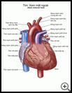 Thumbnail image of: Heart, External View: Illustration