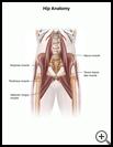 Thumbnail image of: Hip Anatomy: Illustration