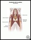 Thumbnail image of: Hip Anatomy: Illustration