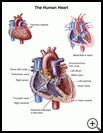 Thumbnail image of: The Human Heart: Illustration