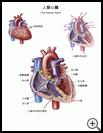 Thumbnail image of: The Human Heart: Illustration