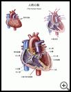 Thumbnail image of: The Human Heart: Illustration