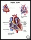 Thumbnail image of: The Human Heart: Illustration