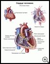 Thumbnail image of: The Human Heart: Illustration