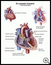 Thumbnail image of: The Human Heart: Illustration