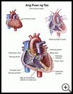 Thumbnail image of: The Human Heart: Illustration