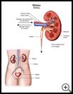 Thumbnail image of: Kidney: Illustration