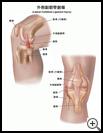 Thumbnail image of: Lateral Collateral Ligament Injury: Illustration