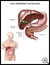 Thumbnail image of: Liver, Gallbladder, and Pancreas: Illustration