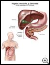 Thumbnail image of: Liver, Gallbladder, and Pancreas: Illustration