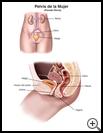 Thumbnail image of: Female Pelvic Organs: Illustration