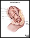 Thumbnail image of: Normal Pregnancy: Illustration