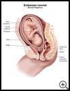 Thumbnail image of: Pregnancy, Normal: Illustration