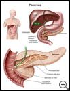 Thumbnail image of: Pancreas: Illustration